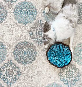 Benefits of using snuffle mats and kongs (and likes) •Slows down a fast eater •Mental stimulation •Helps with duration training such as crate training, place-stay •Keeps them busy when you are busy You can buy different kinds of snuffle mats or you can easily make your own Happy training! | Bordernerd