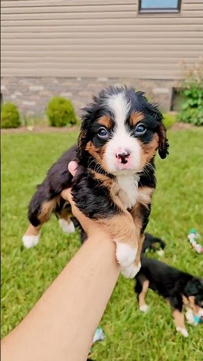 Miniature Bernese mountain dog puppy Yellow.