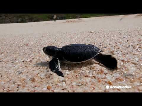 What are the effects of light pollution?