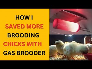 Gas Brooder Vs Charcoal | How Much Gas Is Required To Brood Chicks