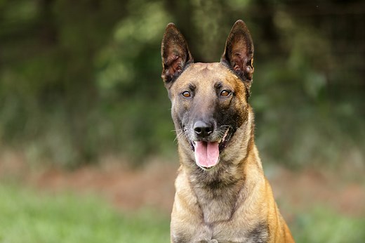 Malawa Dog Breed - Cuteness