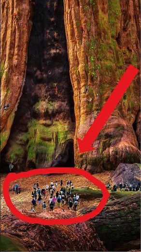 This Tree is BIGGER Than the Statue of Liberty! #shorts #treeseries #facts