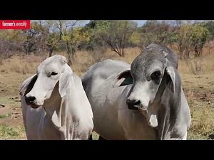 Ampie Talks EBVs, Breeding Strategy & Brahman Potential