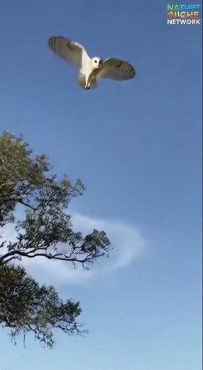 White Owl Caught in Daylight – A Rare Sight! #survival