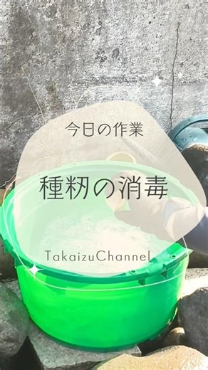 2026年米作り3月 種籾の消毒 Disinfection of rice seeds #rice #agriculture #農業生活