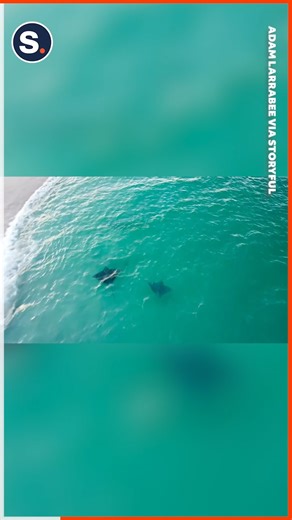 3.3K views · 82 reactions | A pair of spotted eagle rays were seen swimming close to shore at a Florida beach earlier this month. | storyful | Facebook