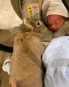 4.3M views · 99K reactions | Instagram: @Bunny.nyc First Time Miffy met Skye! ❤️ As soon as I introduced Skye to Miffy, he jumped up and started to sniff him. I didn’t want Skye to get too scared so I pushed Miffy a bit. Miffy has been protecting my baby belly since day 1 擄 this is the moment we’ve all been waiting for! Miffy is ready to be a big brother  #bunnynyc #bunny #newborn #newbornbaby #MiffySkye | Miffy&Mikka | Facebook