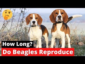 How Long do Beagles Reproduce? | Reproduction Cycle of Beagles |