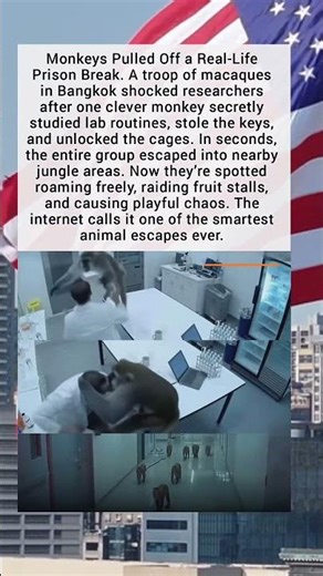 Monkeys Pull Off a Real-Life Prison Break