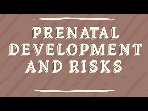 Prenatal Development and Risks