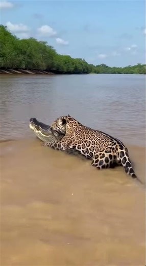 Jaguar vs Caiman: The Ultimate Battle in the Water 🤯