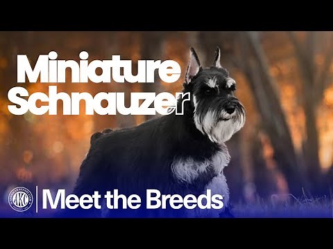 Everything You Need to Know About the Miniature Schnauzer | AKC Meet the Breeds