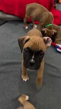 Boxers don’t just play… they perform full-on comedy shows! 🎭🐾 #playtime #fawn #boxerpuppies
