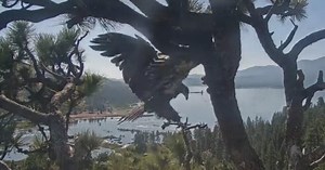 Gizmo takes her first flight