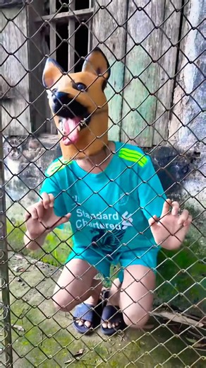 Con chó tài năng được nhận nuôi Talented dog adopted #shorts