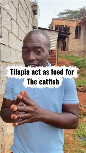 Tilapia and catfish in the same pond