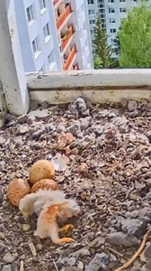 Ep178 | Review mother bird feeding her chicks in the nest | the babies bird are adorable! | Parent birds brings food to feed their babies #birdlovers #motherbird #babybird #birdsounds #lifewithbirds #birdnest #reviewbirdnest #birdlife #naturelover #birds #birdsofinstagram #birdwatching #lifewithbirds | Luck16