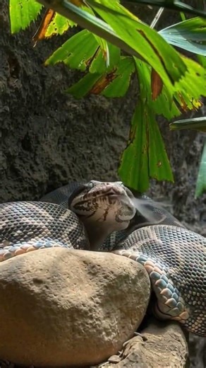 Real Snake Breathing? Close-Up Viral Video 🐍 •#snake #python #reptile #wildlife #animals #nature#zoo