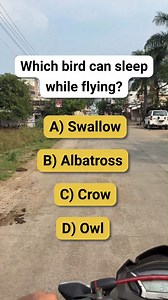 Which bird can sleep while flying? #riddles #brainteaser | Puzzle Grid