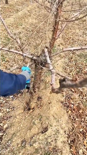 how to prune cherry trees #satisfying #pruning #shorts