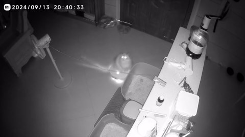 Cat rides on robot vacuum in Jiangxi, China