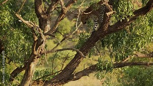 Leopard turning around in and jumping out of tree, Kruger National Park