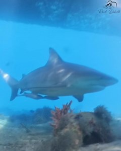 520K views · 6.8K reactions | Prepare to be amazed by the incredible marine life thriving beneath the boats and docks at this Florida marina!  Filmed at Sailfish Marina on Singer Island, Florida. | Paul Dabill Photography | Facebook