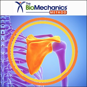 The Fundamentals of Structural Assessment » The BioMechanics Method