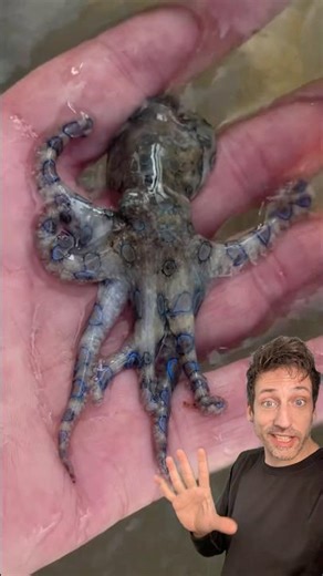 The Blue-Ringed Octopus is TERRIFYING