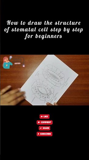How to draw structure of stomatal cell step by step for beginners | Guard cells | Science Diagram