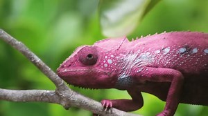 How expert players maximize the lizard’s full combat potential