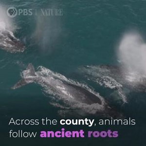 Experience San Diego's dazzling biodiversity thriving among a human population of 3.3 million residents. "San Diego: America’s Wildest City" premieres Wednesday, November 6 at 8/7c on PBS. | Nature | PBS