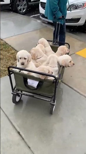 CUTEST Yellow Labrador PUPPIES! Yellow Lab Puppies Go For a Ride in a Wagon!