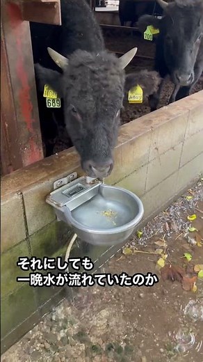 牛に水飲み場壊されました、、