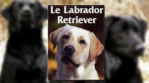 Documentaire | Le labrador retriever