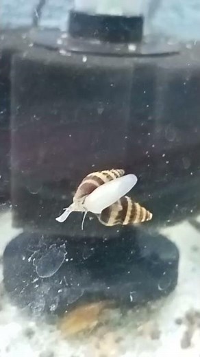 How to Breed assassin's snails 😘