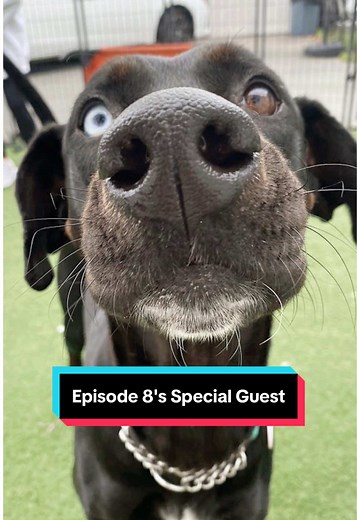 Meet Ohtani: A Playful Great Dane Doberman Mix Available for Adoption