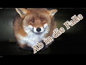 Meine ersten Fallen | Auf der Suche nach Fuchs und Marder Teil 1