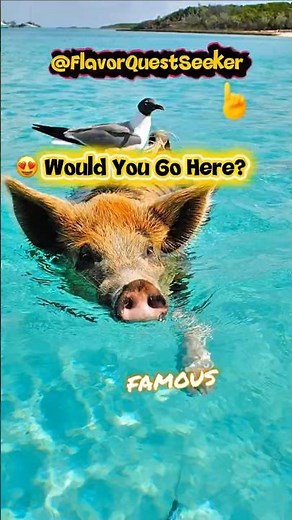 🌴 Bahamas Vacation Paradise | Crystal Clear Waters & Island Adventures