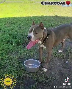 Youthful #seniordog CHARCOAL knows how to happily entertain himself. 😆 We love our 10-year-old charcoal-colored man and you will too when you meet him. This good boy has lots of life & love in him and he’s just waiting for his second chance for a happy and loved life. Meet him at Collier County Domestic Animal Services ♥️ @colliercountydas CHARCOAL #A152053 • 10 years old • 61 pounds • neutered male www.collierpets.com (Naples, FL) | Collier DAS Dogs -by volunteers