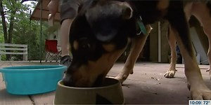 Mobile vet clinic offers low cost pet vaccines