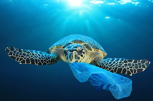 Biodegradable Plastic Bags Aren’t Better For The Environment