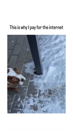 NON FUNNY 😁 on Instagram: "- The post showcases a short video of a playful brown puppy eagerly climbing and sliding down a snowy playground slide multiple times, its excited barks and wiggles conveying pure joy, captioned “This is why I pay for the internet.” - Shared by @AMAZlNGNATURE, an account dedicated to captivating animal and nature clips, the video exploded in popularity with over 2 million views, 59,000 likes, and hundreds of shares shortly after posting on January 23, 2026. - Peer-rev