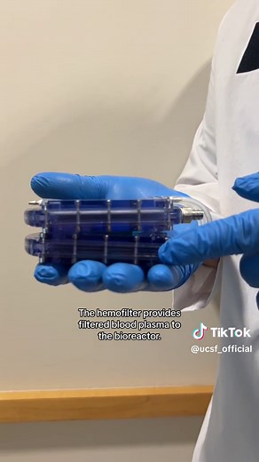 Half a million people in the U.S. get dialysis several times per week because of kidney failure. UCSF researchers at The Kidney Project made a breakthrough with an implantable artificial kidney, proving that the bioreactor can safely house kidney cells in large animals for a week without triggering an immune reaction. The cells, which balance electrolytes in the blood and produce Vitamin D, remained healthy in the bioreactor for one week.