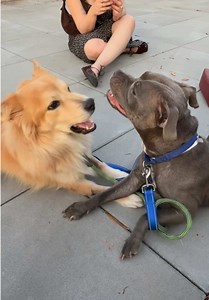 My Dog and Foster Dog Playing for the First Time — Heartwarming Reunion