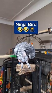 Ninja Bird 🤣 #pet #animals #birds #funny #cute #talkingparrot #cosmothefunnyparrot #Amazing #parrot | cosmothefunnyparrot