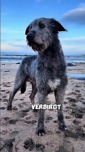 Irish Wolfhound: Der riesige Hund, der einst Wölfe jagte