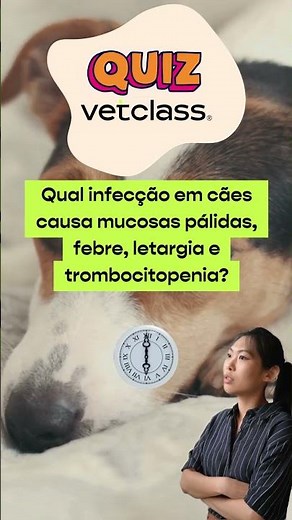 Qual infecção em cães causa mucosas pálidas, febre, letargia e trombocitopenia?