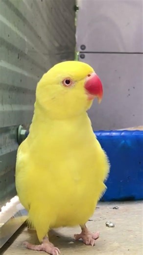 Parrot bird best singing video [ Mar bitd ] #parrot #birds #singing #viralvideo #yputubeshorts