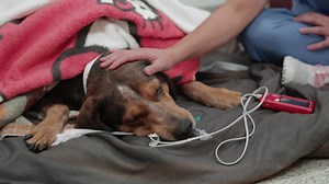 2.5K views · 108 reactions | The UF Veterinary Community Outreach...